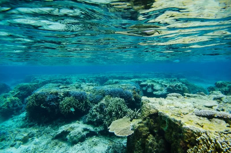 吉野海岸のサンゴ礁
