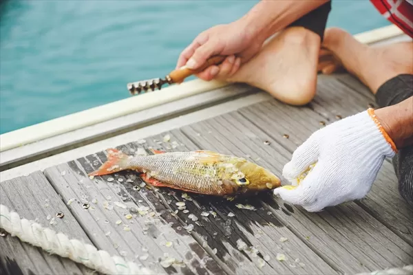 沖縄県宮古島の海釣りで釣り上げたタマン