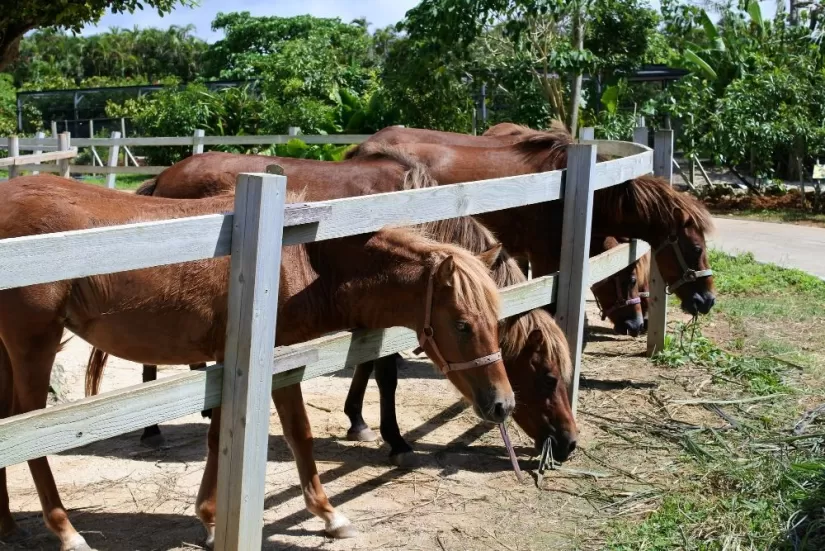 宮古島で飼育されている馬