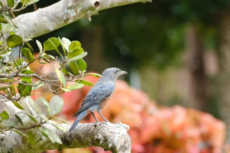 宮古島市熱帯植物園の鳥