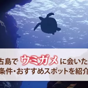 宮古島でウミガメに会いたい！オススメの場所やタイミング・コツとは？のサムネイル